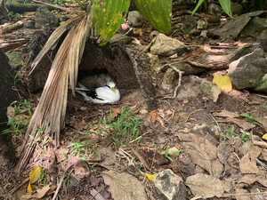 Vogel auf Aride