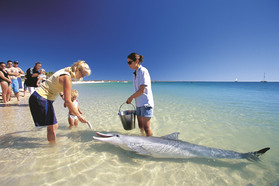 Delfine am Strand von Monkey Mia 