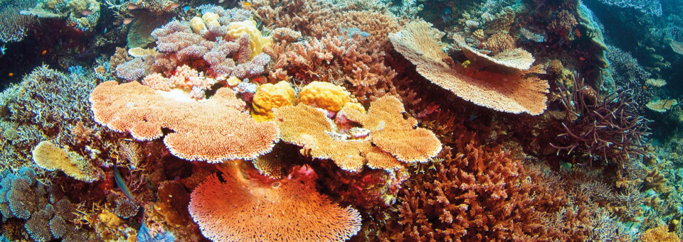 Riff am Great Barrier Reef