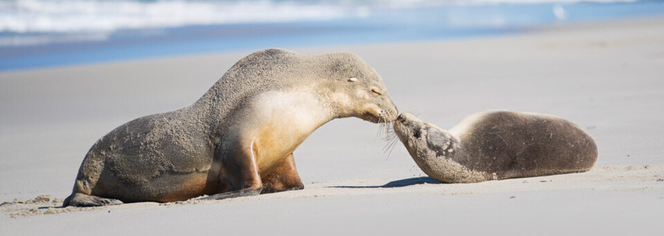 Seelöwen am Strand
