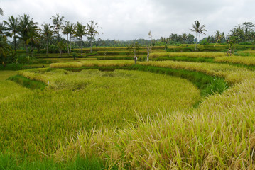 Reisebericht Bali: Reisfeld
