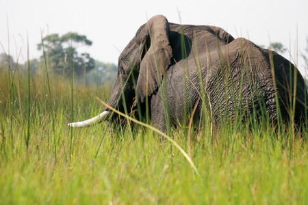 Reisebericht Botswana - Guide Langos