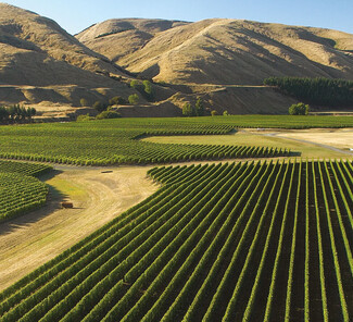 Wairarapa-Martinborough-Weinregion.jpg