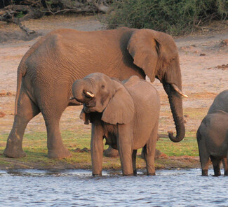 © Chobe Marina Lodge