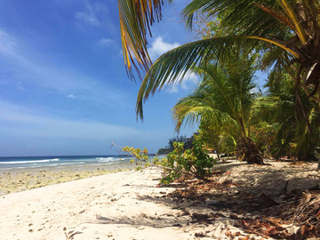 Barbados Reisebericht - Palmenstrand Drill Hall Beach