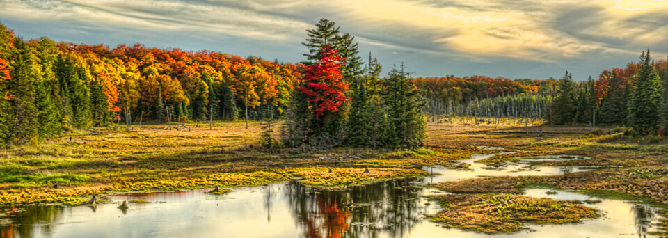Algonquin Park im Herbst