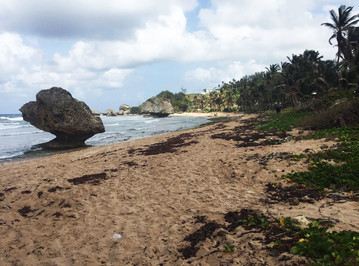 Reisebericht Karibik: Bathsheba Strand, Ostküste Barbados