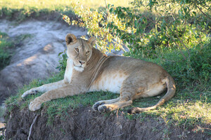 Löwin in der Massai Mara