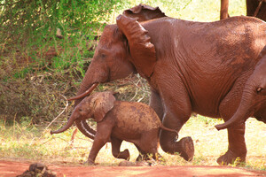 Tsavo Nationalpark