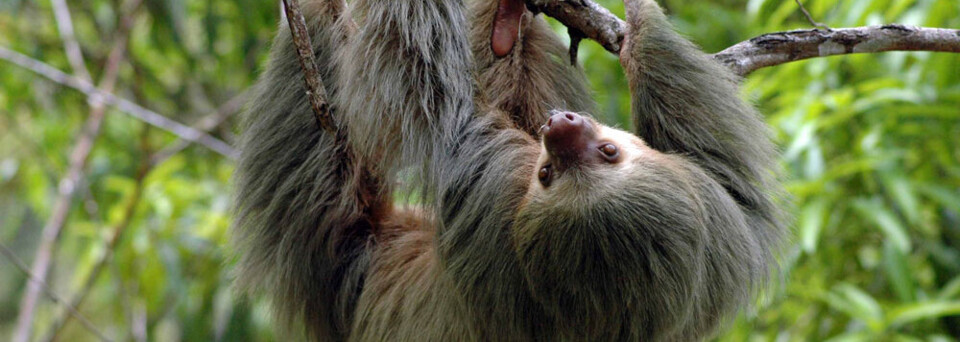 Faultier in Costa Rica