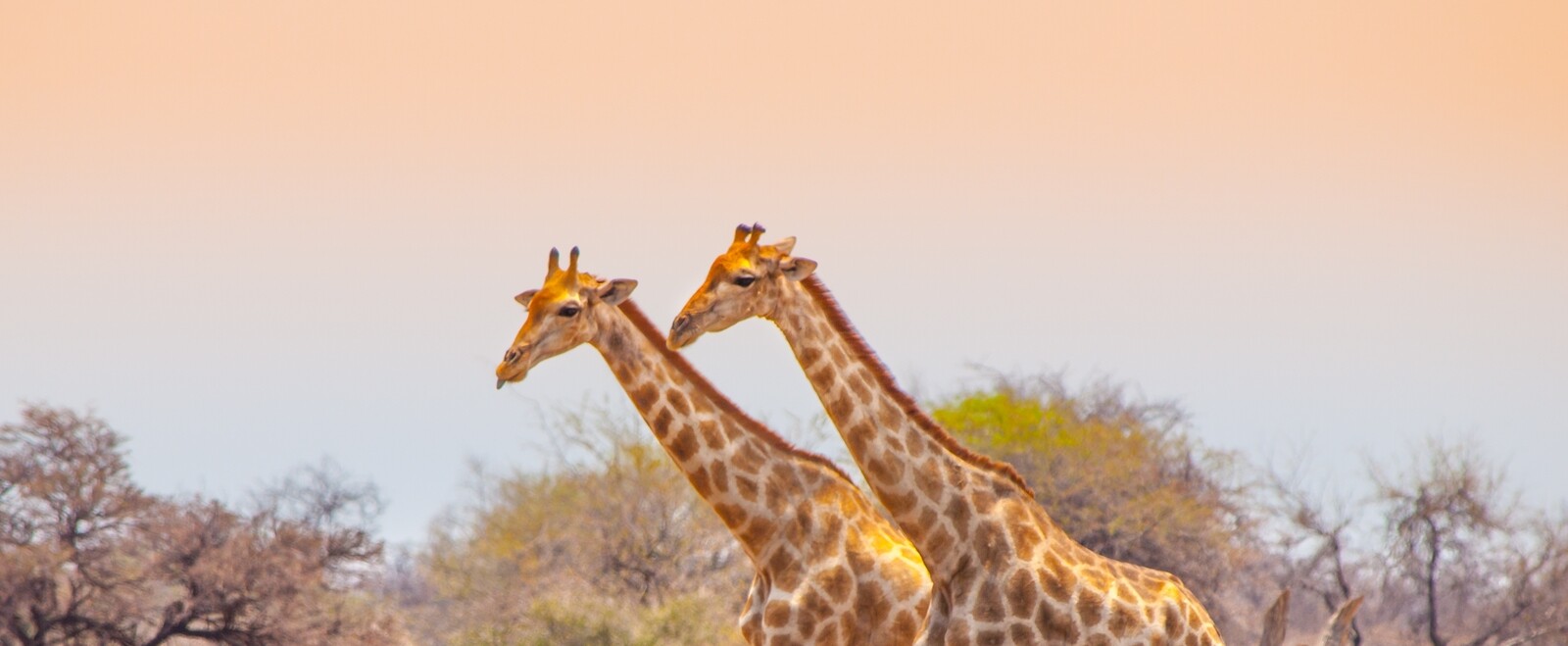 Reisebericht Namibia - Safari im Etosha Nationalpark