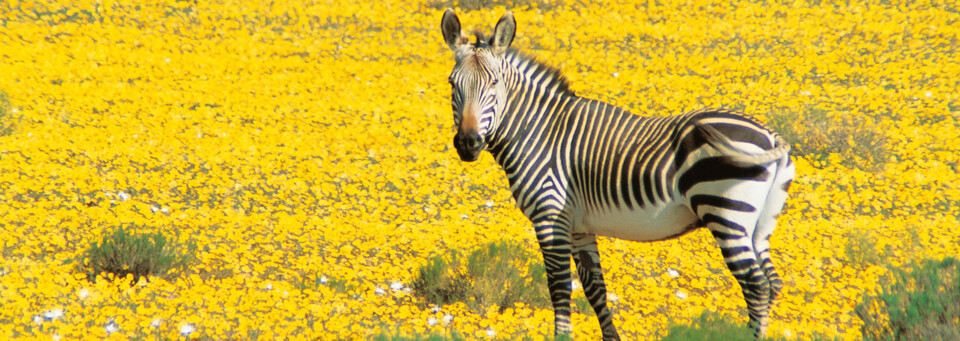 Zebra Cederberg Südafrika