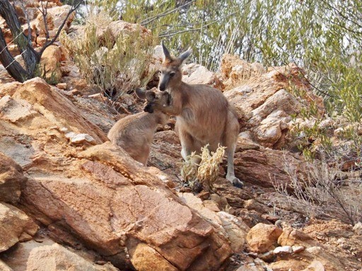 Australien Reisebericht - Zugreise mit dem Indian Pacific