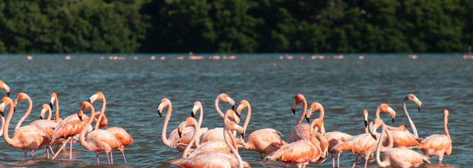 Flamingos in Celestún, Yucatán, Mexico