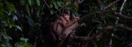 Erlebe Borneo – Rundreise durch Ost-Sabah