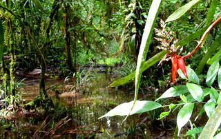 Ecuador Reisebericht - Naturreservat Cuyabeno