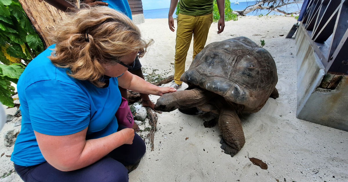 Kraulen der Schildkröten