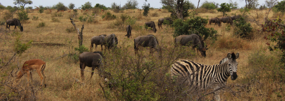 Krüger Nationalpark