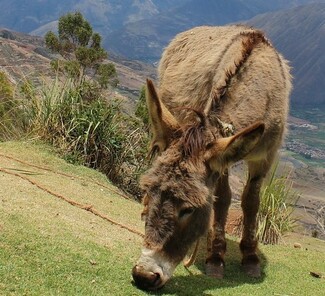 Urubamba Tal