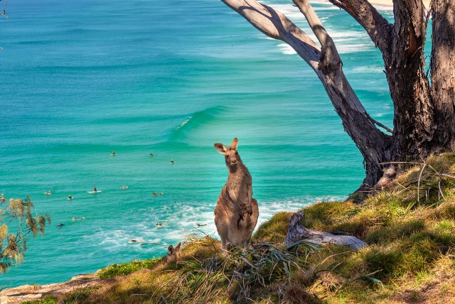 Känguru am Strand von North Stradbroke Island