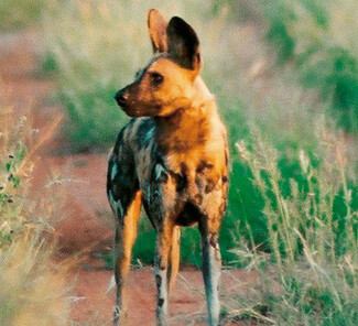 Madikwe Game Reserve, Südafrika - Wildhund