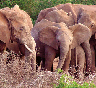 Addo Elefanten Nationalpark, Südafrika - Elefantenherde