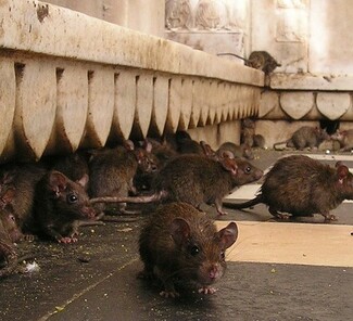 Karni Mata Rattentempel