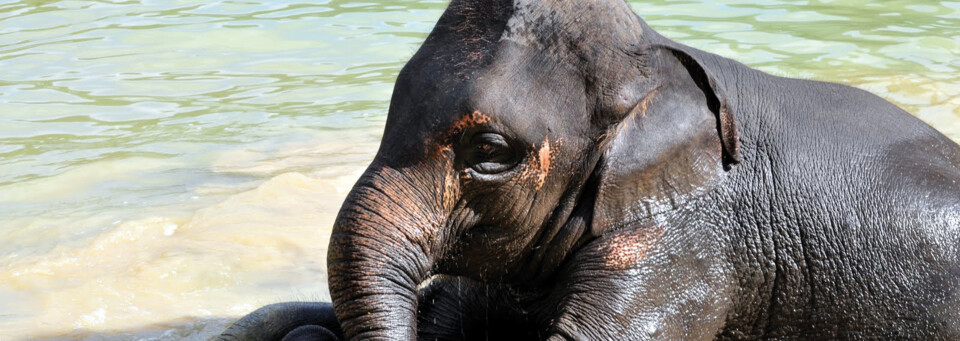 Elefant Khao Sok Nationalpark Surat Thani