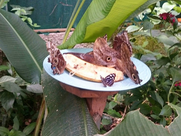 Costa Rica Reisebericht - Schmetterlinge im Monteverde Schmetterlingsgarten