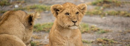 Tansania Family Journey: Eine Serengeti-Safari