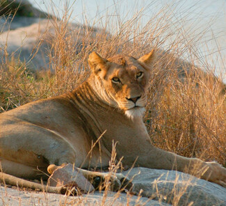 Krüger Nationalpark Südafrika - Löwe am Wasserloch