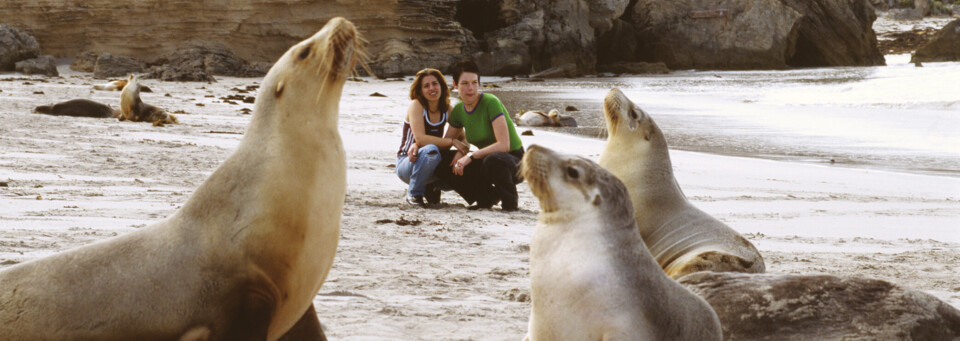 Seelöwenkolonie auf Kangaroo Island