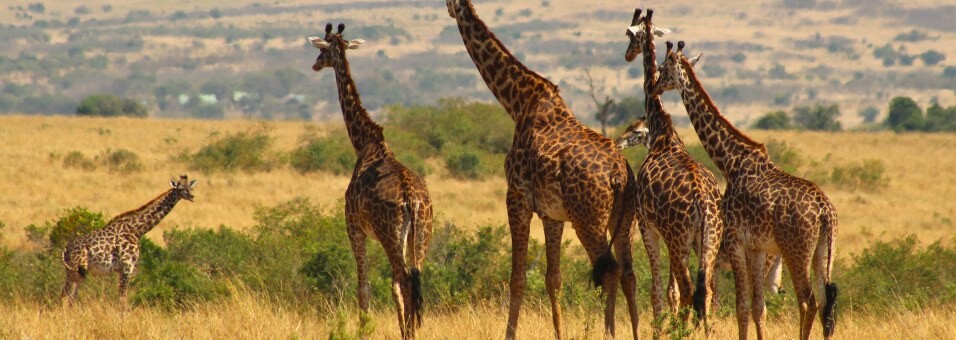 Masai Mara