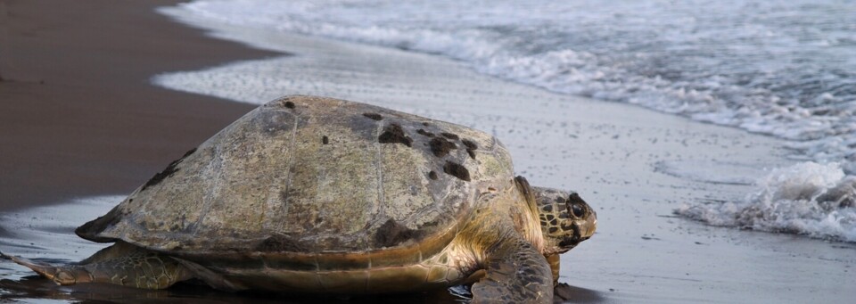 Schildkröte im Tortuguero National Park
