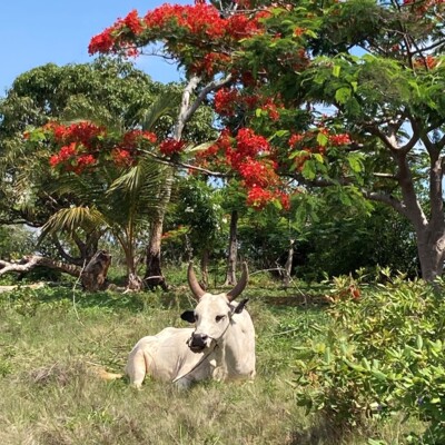 Madagaskar Reisebericht: Cebu und Feuerbaum