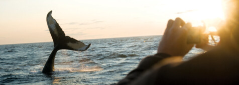 Whale Watching per Boot