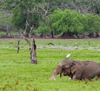 Yala Nationalpark - Elefant