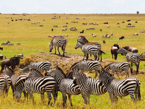 Zebras in der Masai Mara