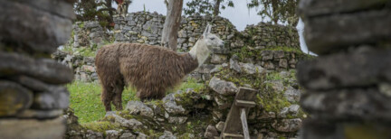 Entdecke Machu Picchu