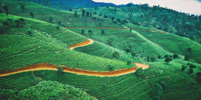Teeplantage, Sri Lanka