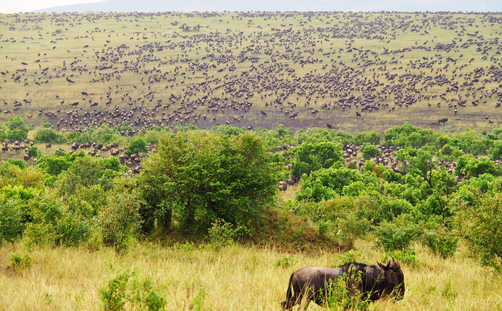Reisebericht Kenia - Sonnenuntergang im Masai Mara Reservat