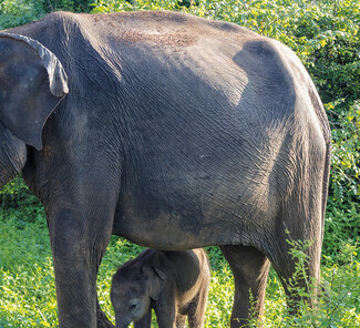 Elefanten im Udawalawe Nationalpark