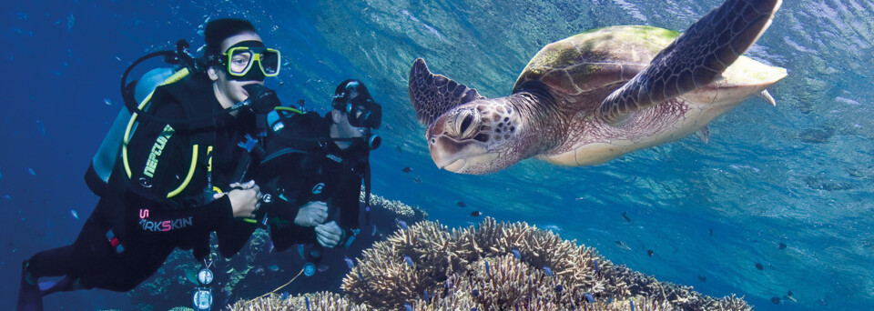 Pro Dive Taucher und Schildkröte am Great Barrier Reef
