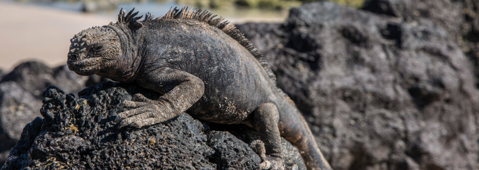Leguan Galápagos