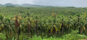 Palmen auf Siargao