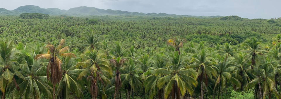 Palmenwald auf Siargao