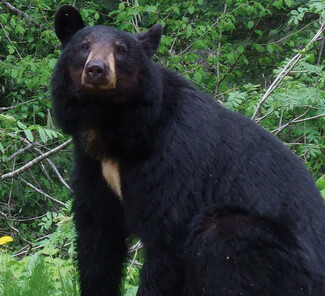Wells Gray Provincial Park - Bär