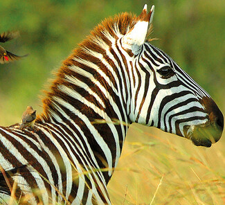 Selous Wildreservat - Zebra