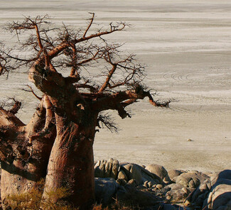 iStock-Botswana-Makgadikgadi-Salzpfannen-©iStock-estivillml.jpg