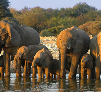 Etosha Nationalpark